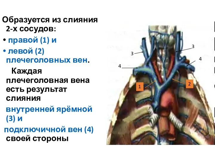 Образуется из слияния 2-х сосудов: правой (1) и левой (2) плечеголовных вен.