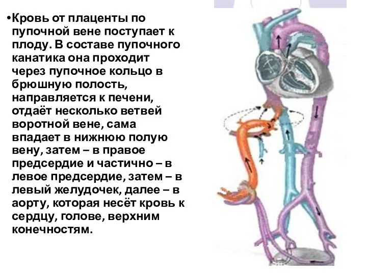 Кровь от плаценты по пупочной вене поступает к плоду. В составе пупочного