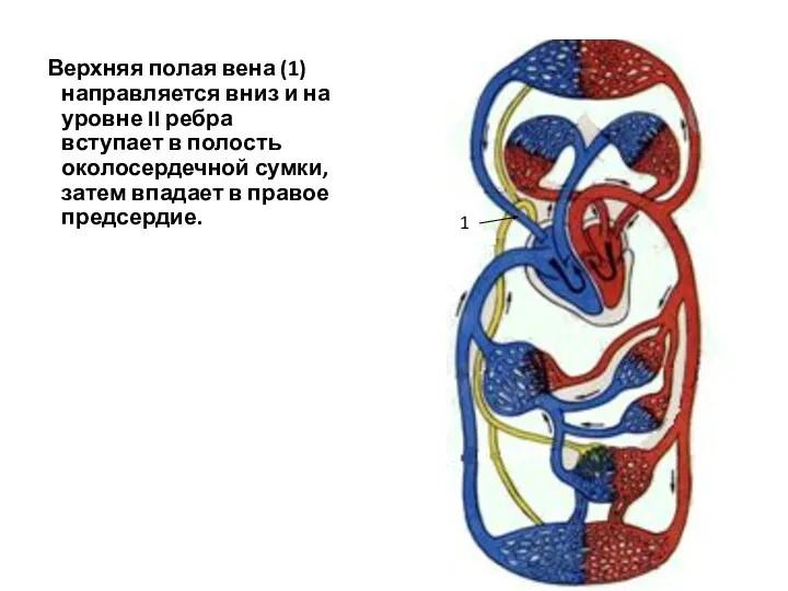 Верхняя полая вена (1) направляется вниз и на уровне II ребра вступает