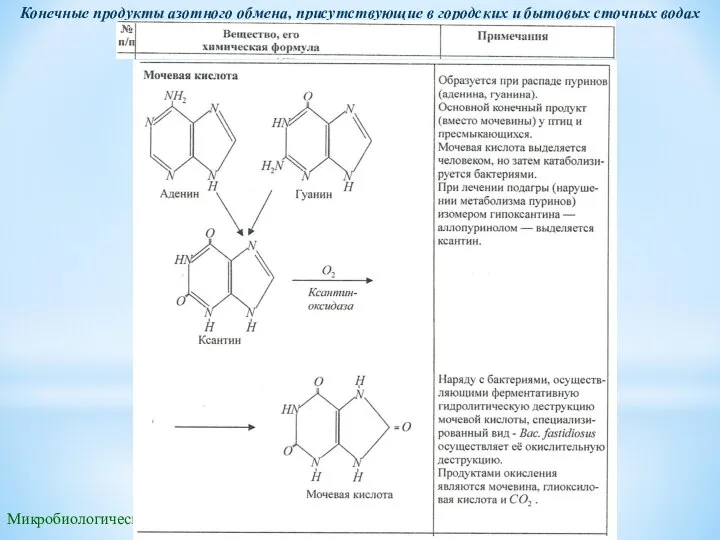 Микробиологические методы очистки воды Конечные продукты азотного обмена, присутствующие в городских и бытовых сточных водах