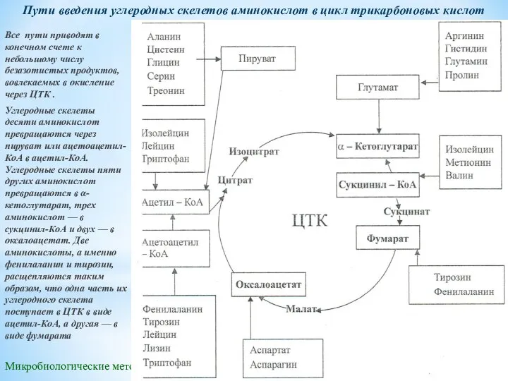 Микробиологические методы очистки воды Пути введения углеродных скелетов аминокислот в цикл трикарбоновых