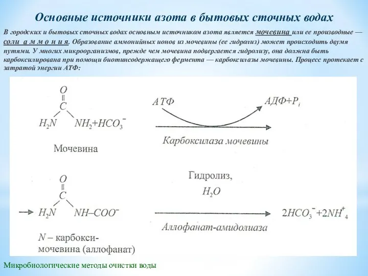 Микробиологические методы очистки воды Основные источники азота в бытовых сточных водах В