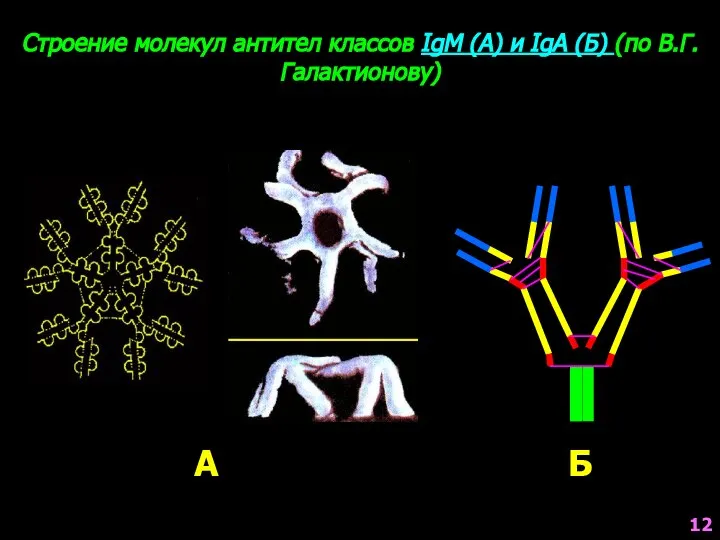 Строение молекул антител классов IgM (А) и IgA (Б) (по В.Г.Галактионову) А Б 12