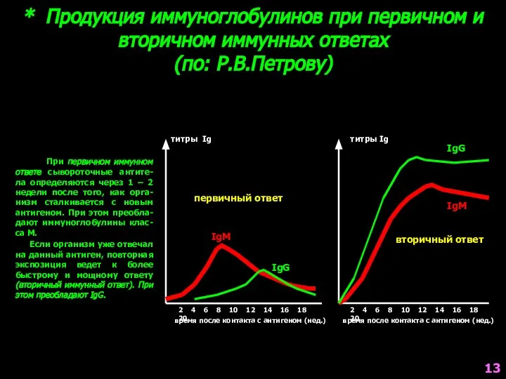 * Продукция иммуноглобулинов при первичном и вторичном иммунных ответах (по: Р.В.Петрову) При