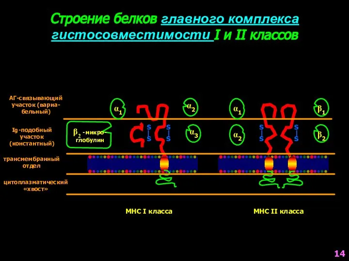 Строение белков главного комплекса гистосовместимости I и II классов S S S