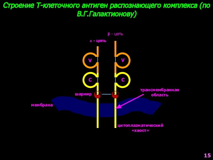 Строение Т-клеточного антиген распознающего комплекса (по В.Г.Галактионову) α - цепь β -