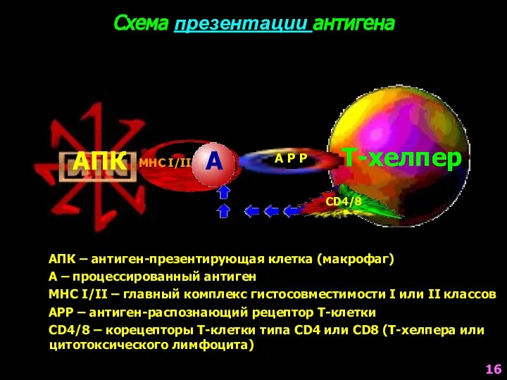 А АПК – антиген-презентирующая клетка (макрофаг) А – процессированный антиген МНС I/II