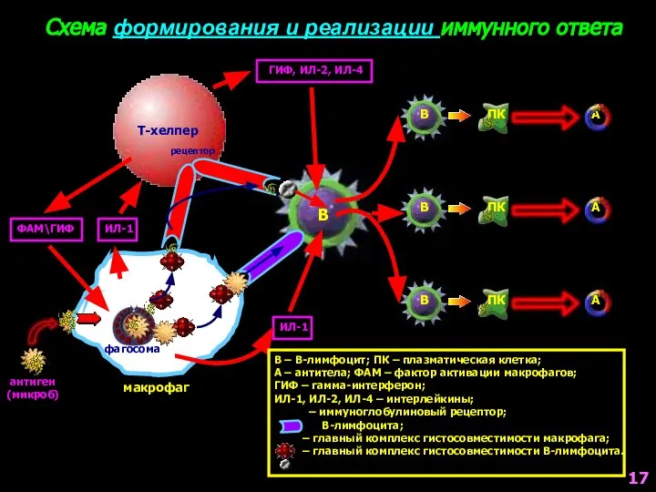 Схема формирования и реализации иммунного ответа В В В В ПК ПК