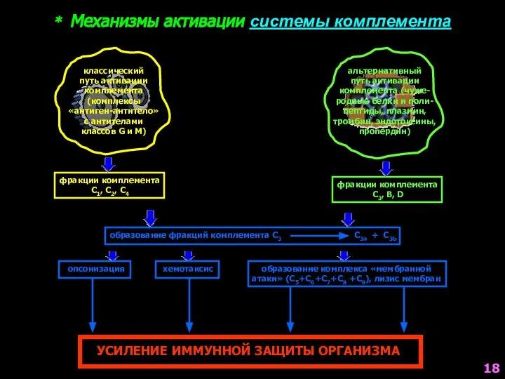 * Механизмы активации системы комплемента альтернативный путь активации комплемента (чуже- родные белки