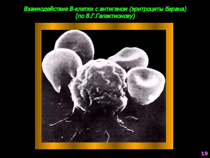 Взаимодействие В-клетки с антигеном (эритроциты барана) (по В.Г.Галактионову) 19