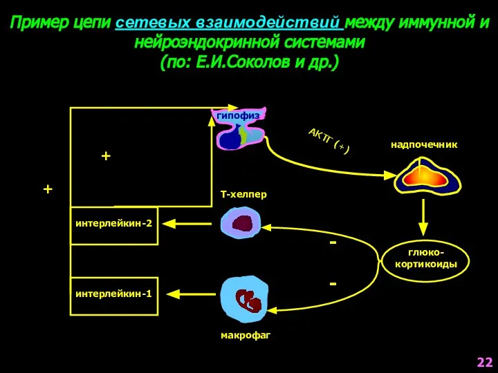 Пример цепи сетевых взаимодействий между иммунной и нейроэндокринной системами (по: Е.И.Соколов и