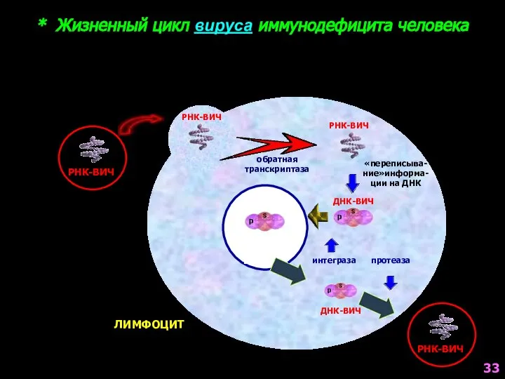 * Жизненный цикл вируса иммунодефицита человека РНК-ВИЧ обратная транскриптаза РНК-ВИЧ ЛИМФОЦИТ РНК-ВИЧ