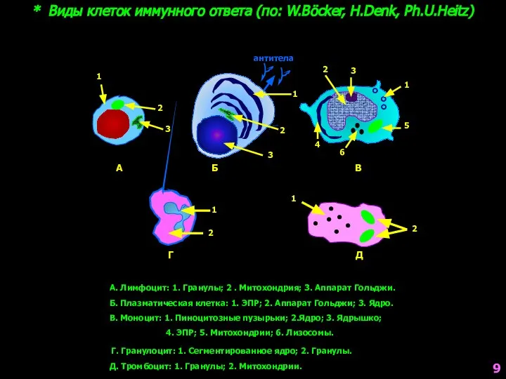 * Виды клеток иммунного ответа (по: W.Böcker, H.Denk, Ph.U.Heitz) А. Лимфоцит: 1.