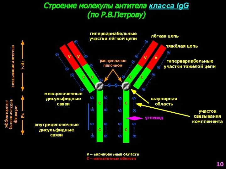 Строение молекулы антитела класса IgG (по Р.В.Петрову) --S—S-- S--------S S--------S S-----S S-----S