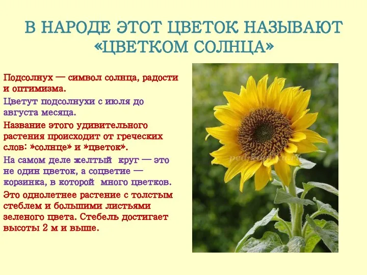 В НАРОДЕ ЭТОТ ЦВЕТОК НАЗЫВАЮТ «ЦВЕТКОМ СОЛНЦА» Подсолнух — символ солнца, радости