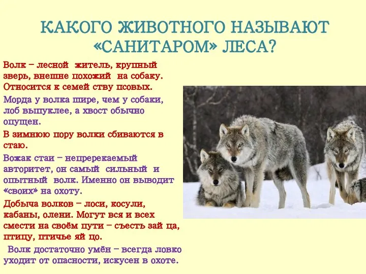 КАКОГО ЖИВОТНОГО НАЗЫВАЮТ «САНИТАРОМ» ЛЕСА? Волк – лесной житель, крупный зверь, внешне