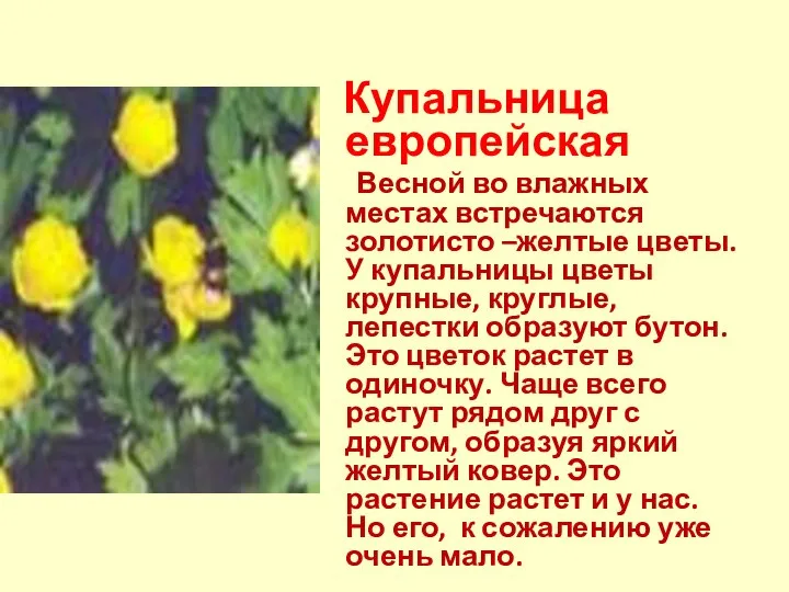 Купальница европейская Весной во влажных местах встречаются золотисто –желтые цветы. У купальницы