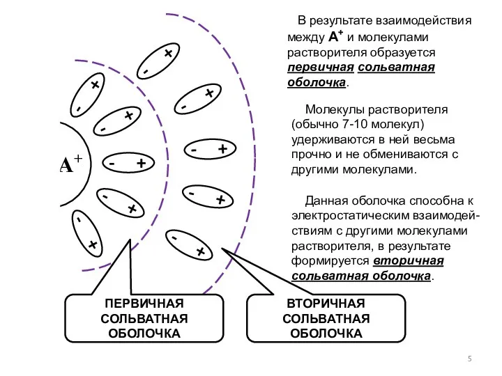 В результате взаимодействия между А+ и молекулами растворителя образуется первичная сольватная оболочка.