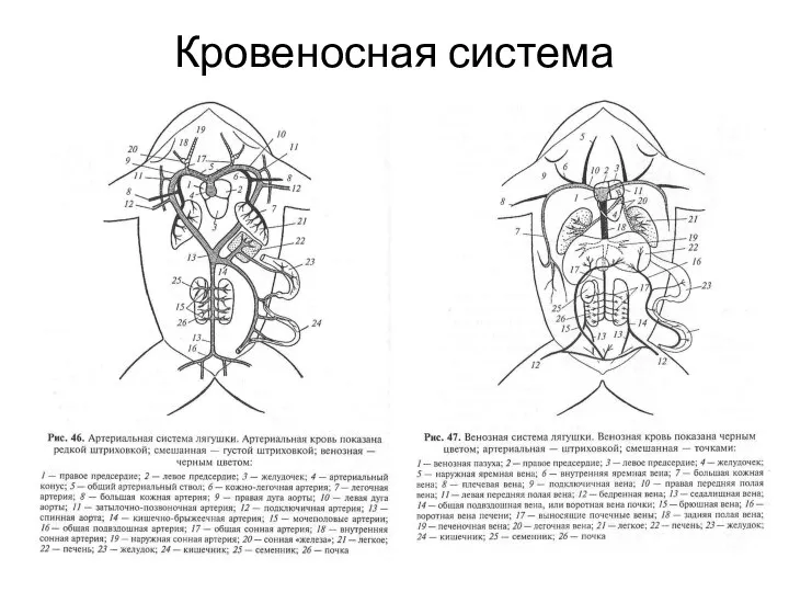 Кровеносная система