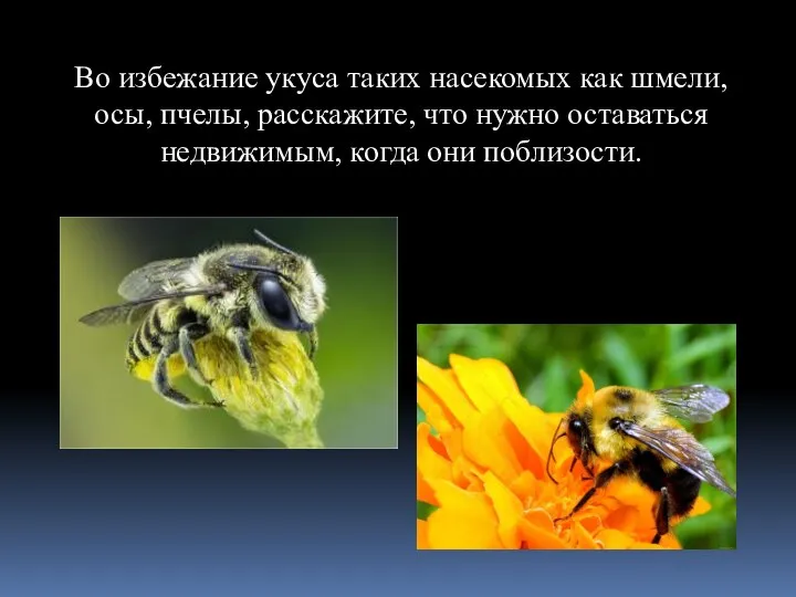 Во избежание укуса таких насекомых как шмели, осы, пчелы, расскажите, что нужно