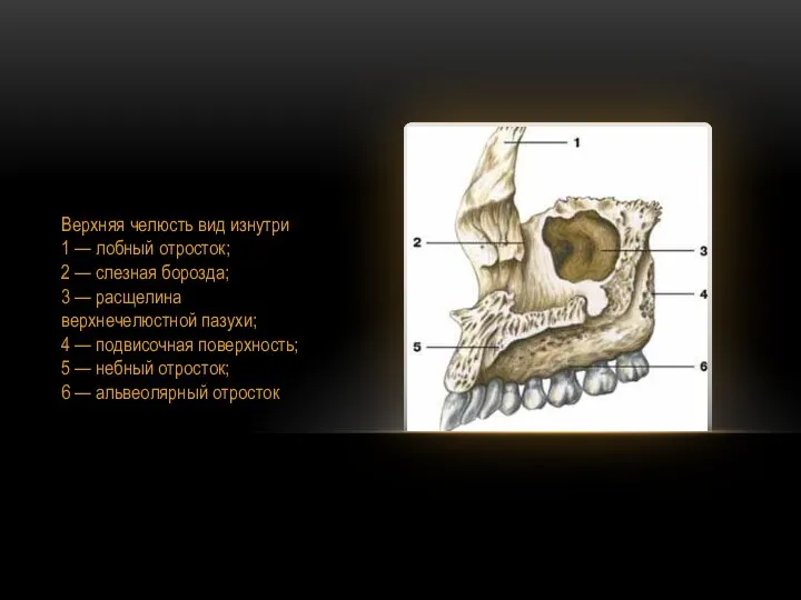 Верхняя челюсть вид изнутри 1 — лобный отросток; 2 — слезная борозда;