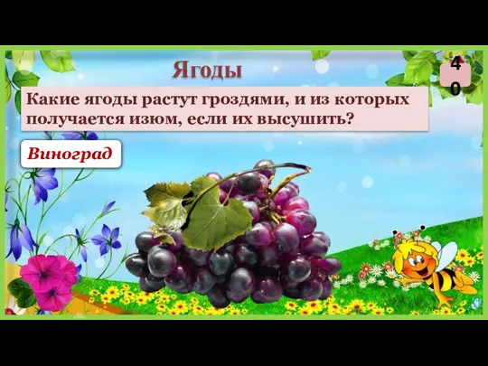 Виноград Какие ягоды растут гроздями, и из которых получается изюм, если их высушить? Ягоды 40