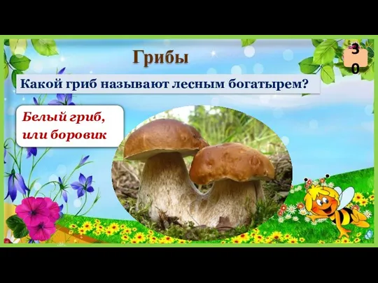 Белый гриб, или боровик Какой гриб называют лесным богатырем? Грибы 30
