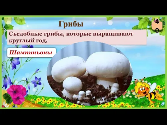 Шампиньоны Съедобные грибы, которые выращивают круглый год. Грибы 40