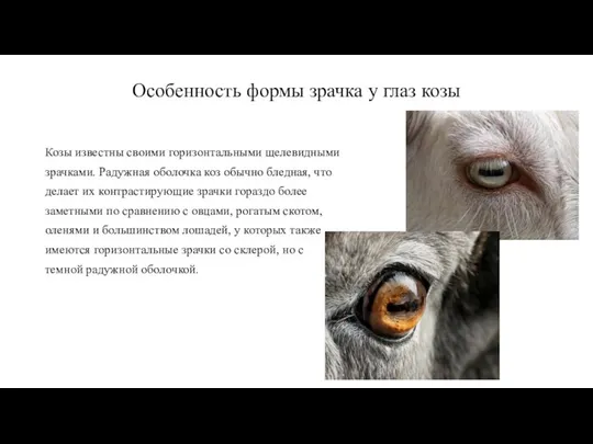 Особенность формы зрачка у глаз козы Козы известны своими горизонтальными щелевидными зрачками.