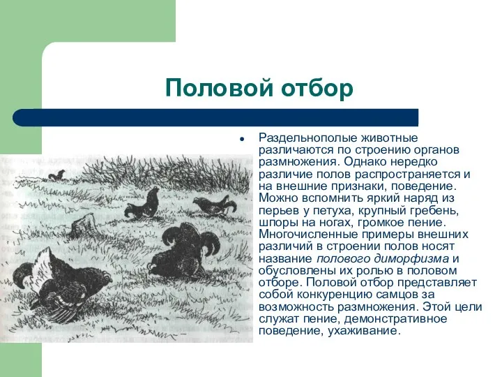 Половой отбор Раздельнополые животные различаются по строению органов размножения. Однако нередко различие