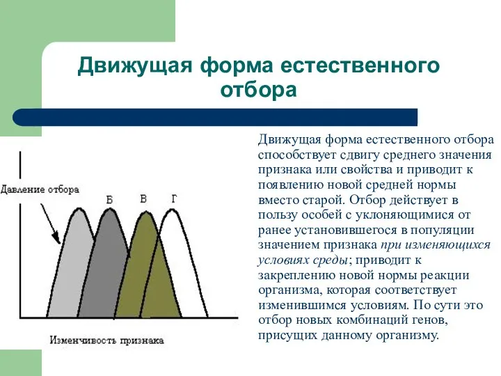 Движущая форма естественного отбора Движущая форма естественного отбора способствует сдвигу среднего значения