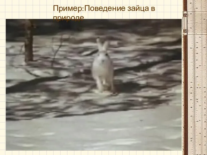 Пример:Поведение зайца в природе