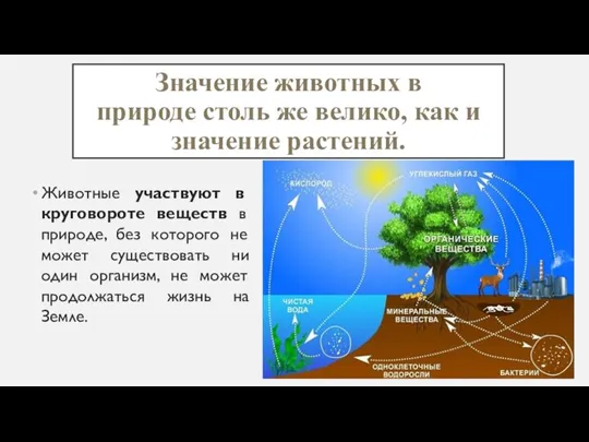 Значение животных в природе столь же велико, как и значение растений. Животные