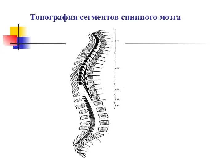 Топография сегментов спинного мозга