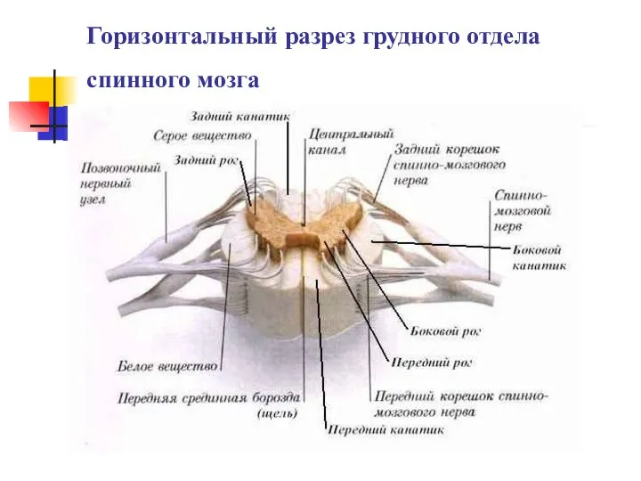 Горизонтальный разрез грудного отдела спинного мозга