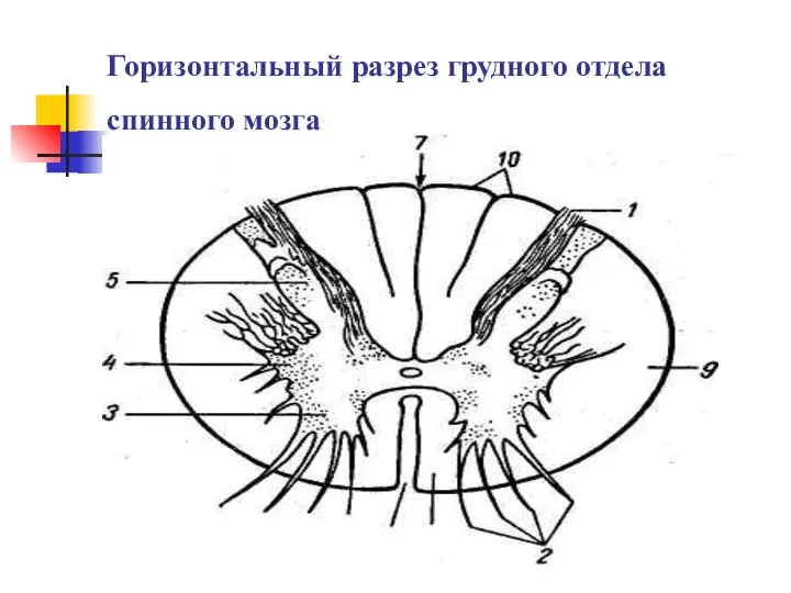 Горизонтальный разрез грудного отдела спинного мозга