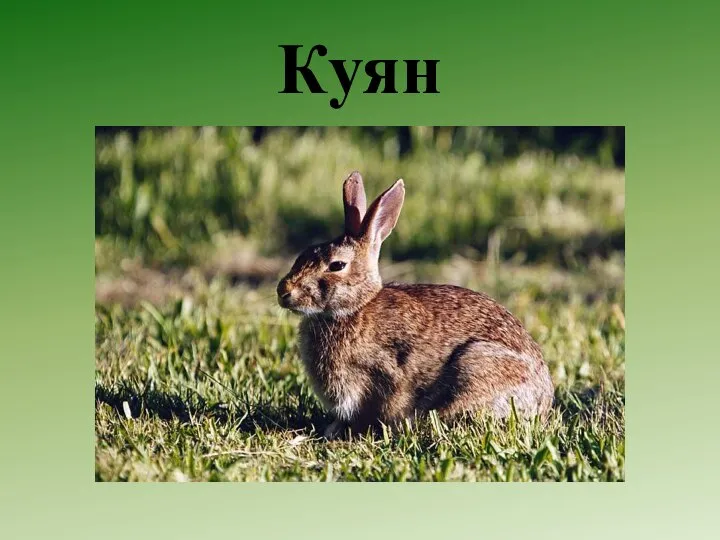 Куян