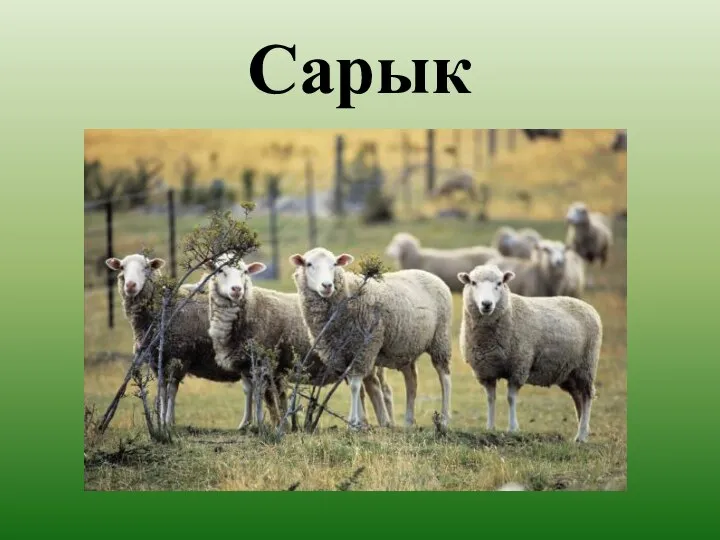 Сарык