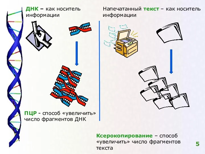 5 Напечатанный текст – как носитель информации ДНК – как носитель информации