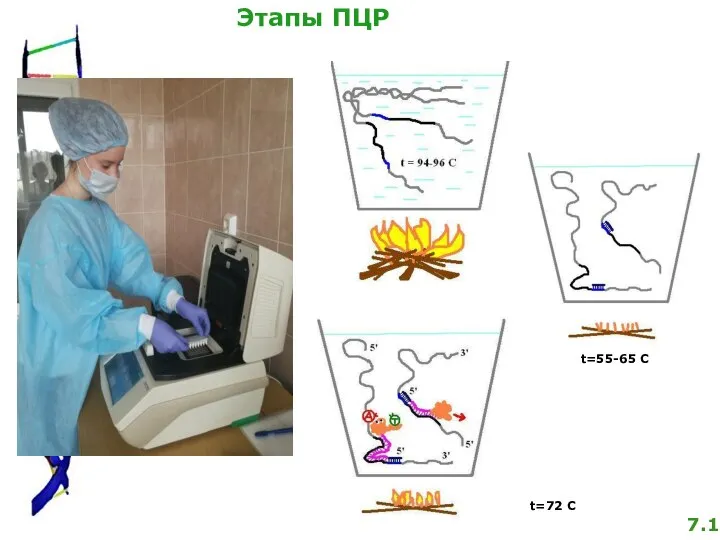 Этапы ПЦР t=55-65 C t=72 C 7.1