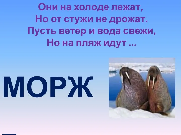 Они на холоде лежат, Но от стужи не дрожат. Пусть ветер и