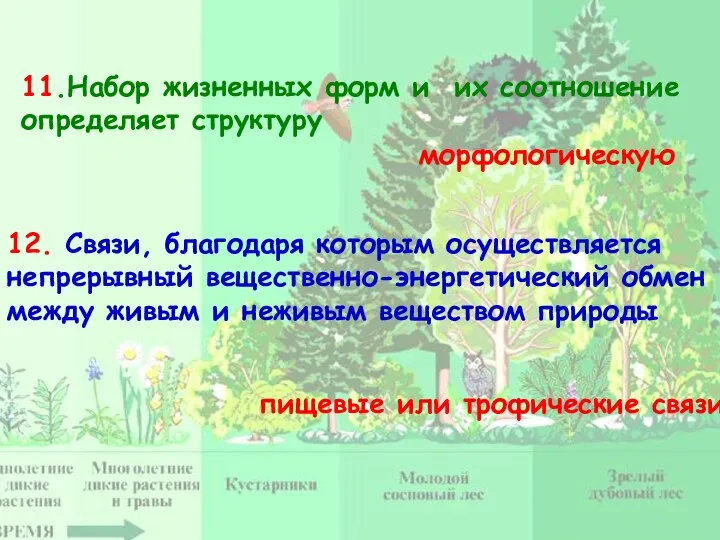 11.Набор жизненных форм и их соотношение определяет структуру морфологическую 12. Связи, благодаря