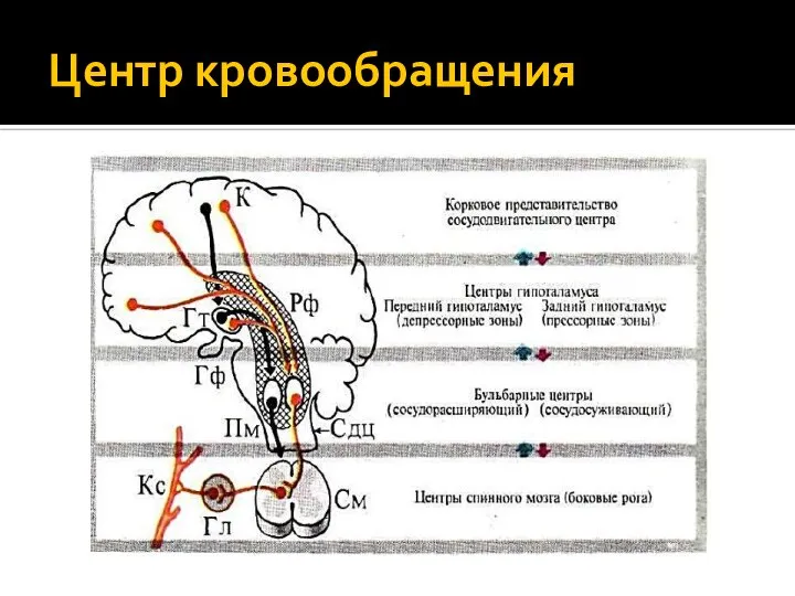 Центр кровообращения