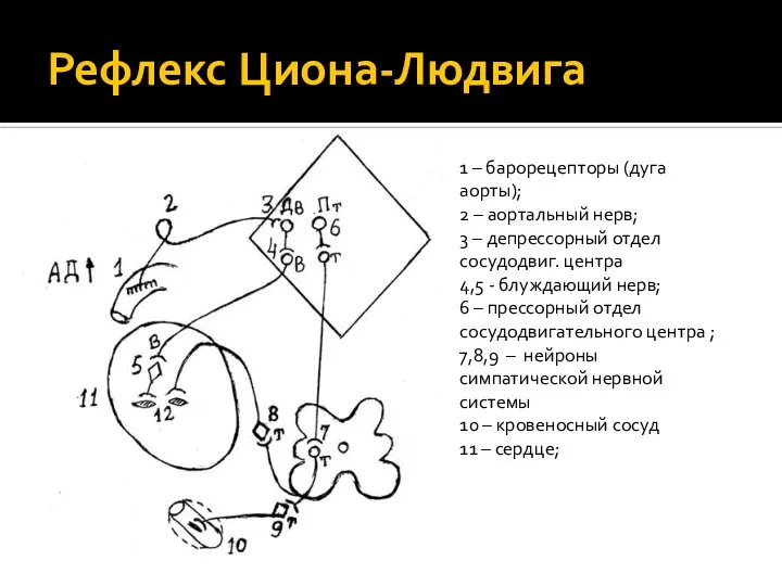 Рефлекс Циона-Людвига 1 – барорецепторы (дуга аорты); 2 – аортальный нерв; 3