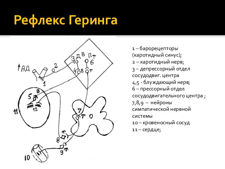 Рефлекс Геринга 1 – барорецепторы (каротидный синус); 2 – каротидный нерв; 3