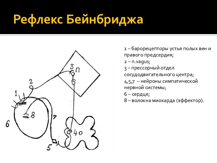 Рефлекс Бейнбриджа 1 – барорецепторы устья полых вен и правого предсердия; 2