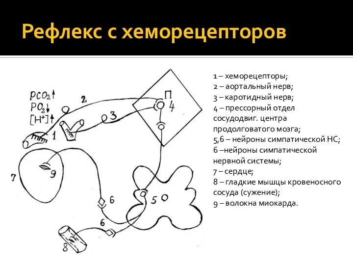 Рефлекс с хеморецепторов 1 – хеморецепторы; 2 – аортальный нерв; 3 –