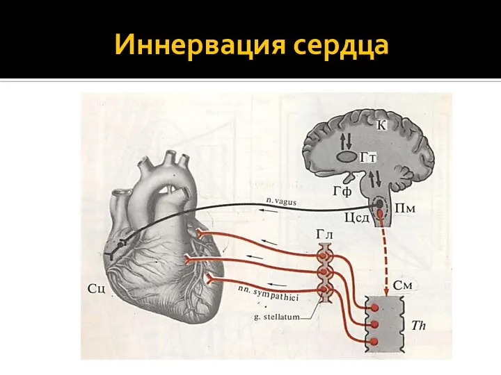 Иннервация сердца