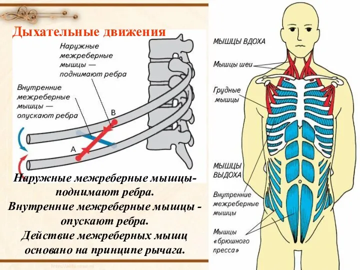 Наружные межреберные мышцы- поднимают ребра. Внутренние межреберные мышцы - опускают ребра. Действие