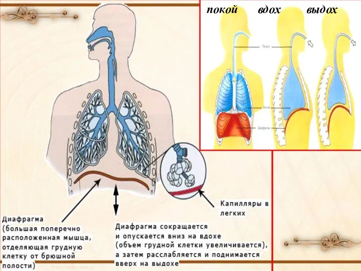 покой вдох выдох